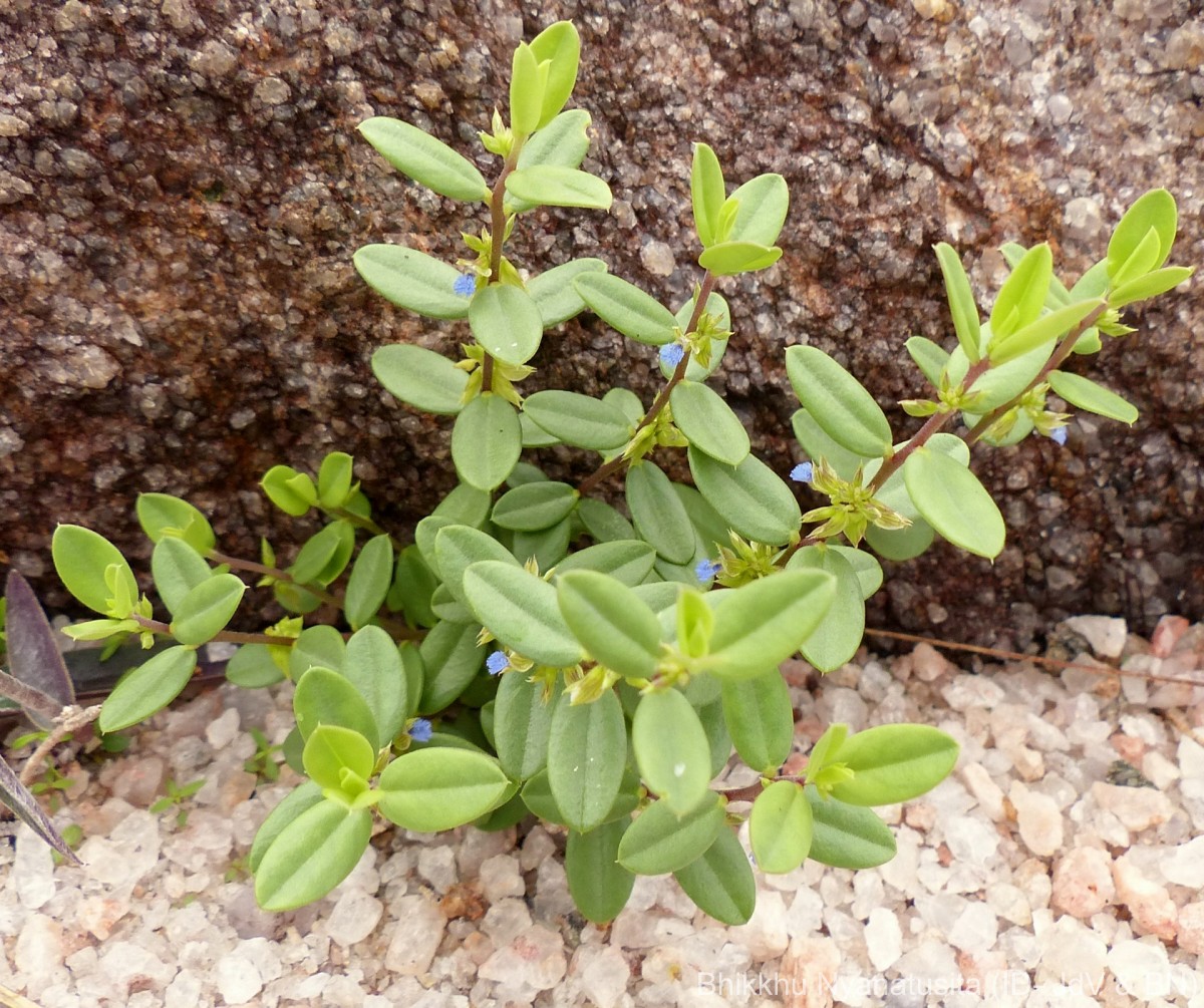 Polygala chinensis L.